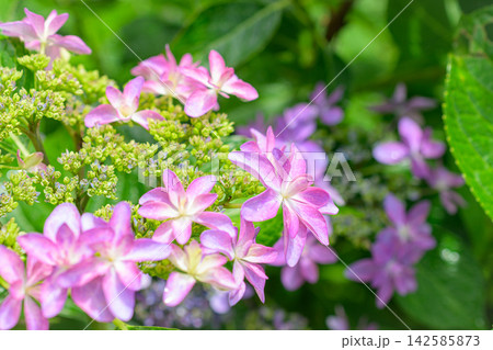 紫陽花 142585873