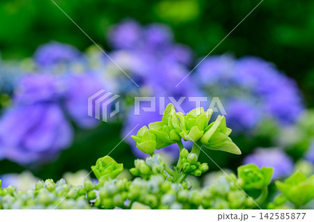 紫陽花 紫陽花 142585877