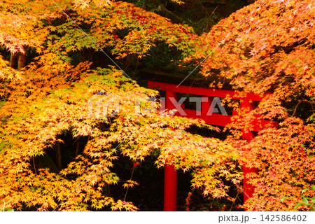 奈良県桜井市等彌神社 静寂の境内の片隅で錦秋の天幕に囲まれた赤鳥居 142586402