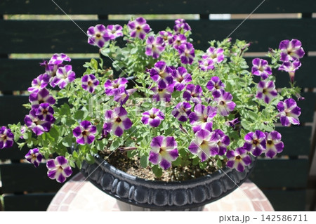 鉢植えの小さな花ペチュニア 鉢植えの小さな花ペチュニア 142586711