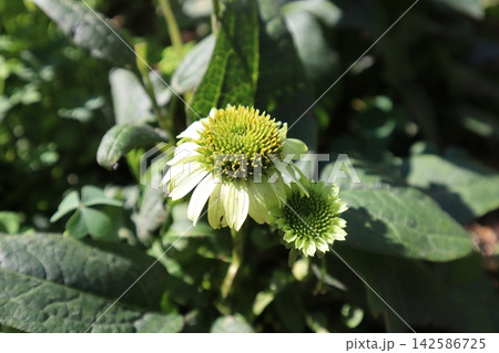 グリーン色のエキナセアの花 グリーン色のエキナセアの花 142586725