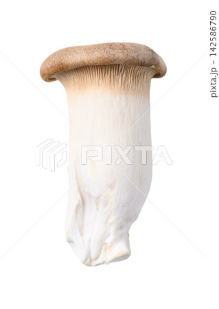Fresh king oyster mushroom (eryngii), Asian food ingredient 142586790