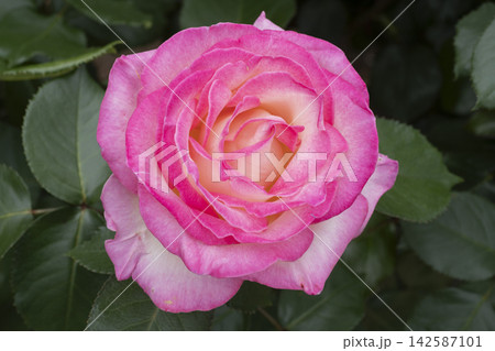 ピンクのバラの花 142587101