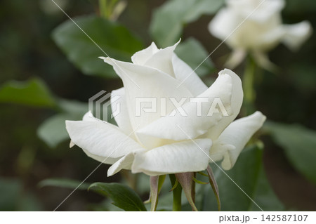 白いバラの花 白いバラの花 142587107