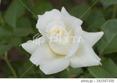 白いバラの花 白いバラの花 142587108