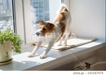 Small jack russell terrier dog standing and stretching on sunny windowsill at home. Small jack russell terrier dog standing and stretching on sunny windowsill at home. 142587474