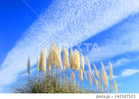パンパスグラスと秋空 パンパスグラスと秋空 142587523