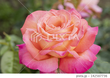 赤と黄色のバラの花 赤と黄色のバラの花 142587736