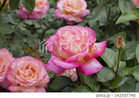 赤と黄色のバラの花 赤と黄色のバラの花 142587740