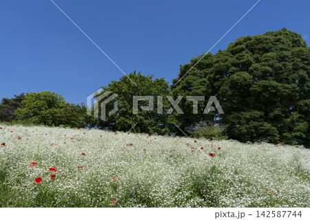 ポピーとカスミソウの花 ポピーとカスミソウの花 142587744