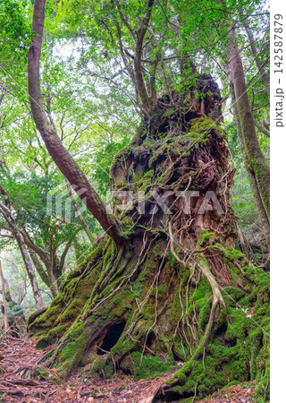 屋久島白谷雲水峡　苔がきれいな森(冬 142587879