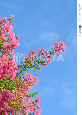 サルスベリの花 サルスベリの花 142587927