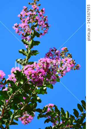 サルスベリの花 142587955