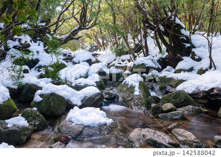 屋久島白谷雲水峡 極寒の渓谷(冬 屋久島白谷雲水峡 極寒の渓谷(冬 142588042