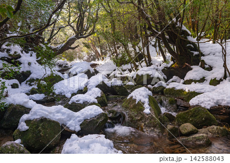 屋久島白谷雲水峡　極寒の渓谷(冬 142588043