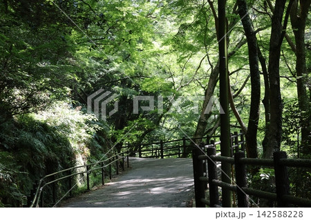 こもれ陽感じる新緑の森と遊歩道のある山の中の風景 こもれ陽感じる新緑の森と遊歩道のある山の中の風景 142588228