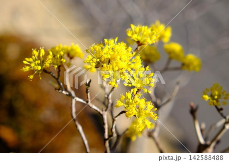 【神奈川県】春を告げるサンシュユの花 【神奈川県】春を告げるサンシュユの花 142588488