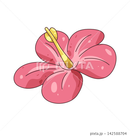 Illustration of pink hibiscus Illustration of pink hibiscus 142588704