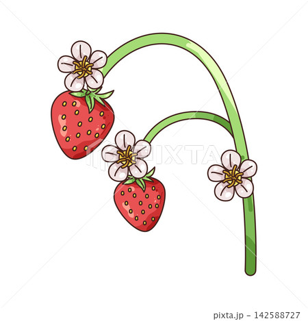 Illustration of strawberry fruit and flower Illustration of strawberry fruit and flower 142588727