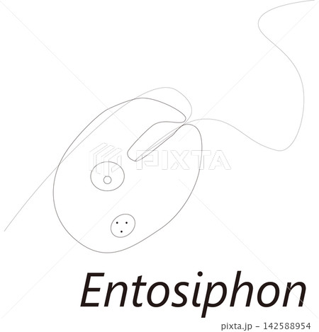 Entosiphon エントシホン 学名 微生物 下水 排水 研究 Entosiphon エントシホン 学名 微生物 下水 排水 研究 142588954