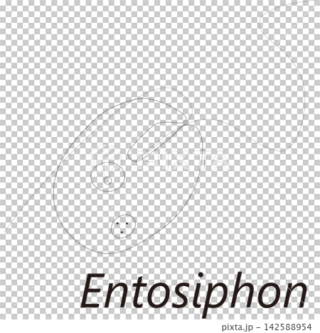 Entosiphon エントシホン 学名 微生物 下水 排水 研究 Entosiphon エントシホン 学名 微生物 下水 排水 研究 142588954