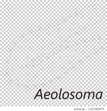 Aeolosoma (a type of earthworm), scientific name, microorganism, sewage, wastewater, research. Aeolosoma (a type of earthworm), scientific name, microorganism, sewage, wastewater, research. 142588955