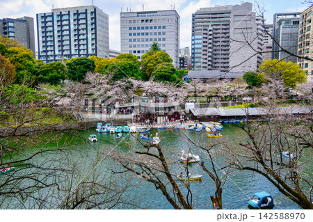 東京都 千鳥ヶ淵 ボート場 満開の桜 北の丸公園からの展望 東京都 千鳥ヶ淵 ボート場 満開の桜 北の丸公園からの展望 142588970