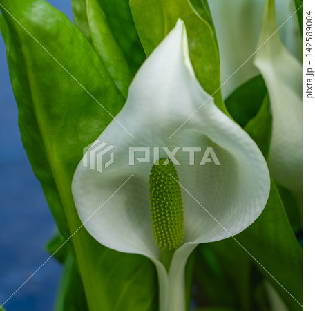 水芭蕉の白い仏炎苞と緑の肉穂花序のクローズアップ 水芭蕉の白い仏炎苞と緑の肉穂花序のクローズアップ 142589004