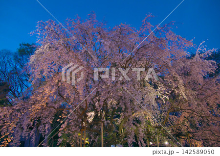 一本桜 - ライトアップで美しく咲く六義園の枝垂れ桜 142589050