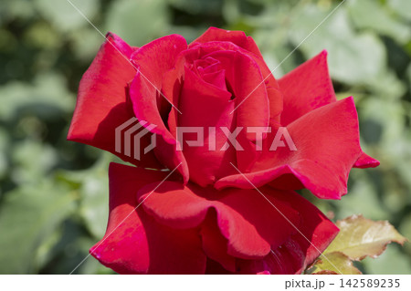赤いバラの花 142589235