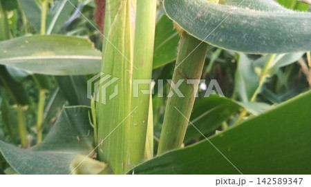 sweet corn in the garden 142589347