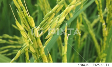 Fresh Green Rice Grains Developing on Panicles Fresh Green Rice Grains Developing on Panicles 142590014