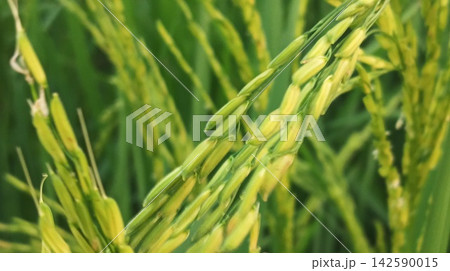 Fresh Green Rice Grains Developing on Panicles Fresh Green Rice Grains Developing on Panicles 142590015