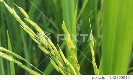 Macro Shot of Young Rice Crop in Field Macro Shot of Young Rice Crop in Field 142590016