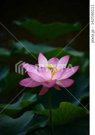 可憐なピンクの蓮花 142590111