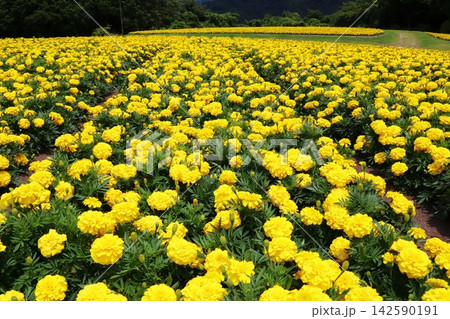 黄色いマリーゴールドの花畑 142590191