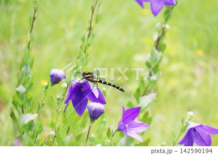 キキョウの花にとまるコオニヤンマ キキョウの花にとまるコオニヤンマ 142590194