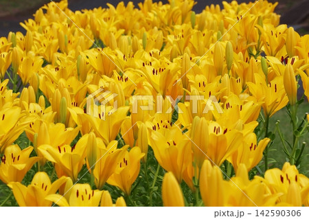 鮮やかな黄色いユリの花　エバートン 142590306