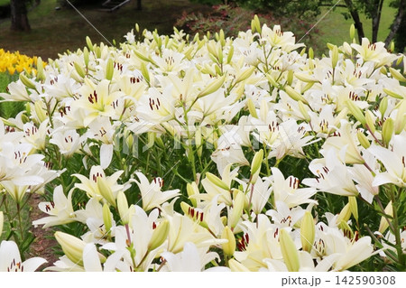純白の百合の花 クーリア 純白の百合の花 クーリア 142590308