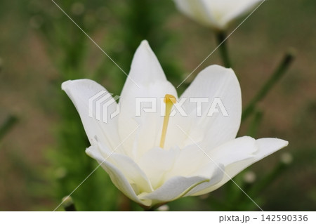 白いユリの花 ベルベデーレ 白いユリの花 ベルベデーレ 142590336