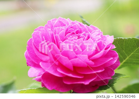 鮮やかなピンク色の薔薇 フィネス 鮮やかなピンク色の薔薇 フィネス 142590346