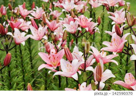 ピンクの百合の花 エロディ ピンクの百合の花 エロディ 142590370