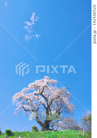一本桜 - 青空の下に美しく咲く「塩ノ崎の大桜」（2012年）  142590520