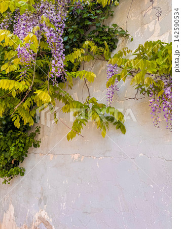 Visteria against the background of gray cracked walls Visteria against the background of gray cracked walls 142590534