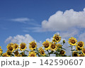 青空と入道雲と風に揺れる満開のひまわり　埼玉県見沼のひまわり畑 142590607