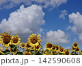 青空と入道雲と満開のひまわり畑 142590608