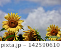 入道雲と青空と風に揺れるひまわりの花 142590610