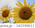 2輪の向日葵の花 142590611