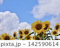 青空と入道雲とひまわり畑　埼玉県さいたま市 142590614