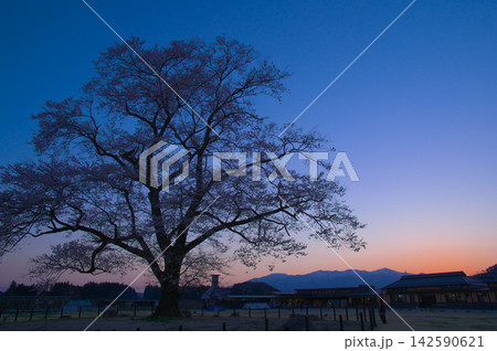 一本桜 - 夕暮れの万燈(まんとう)桜 一本桜 - 夕暮れの万燈(まんとう)桜 142590621